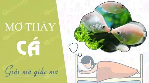 Nằm mơ thấy cá đánh số mấy? giải mã giấc mơ về cá