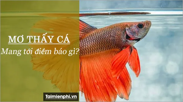 Nằm mơ thấy cá đánh số mấy? giải mã giấc mơ về cá