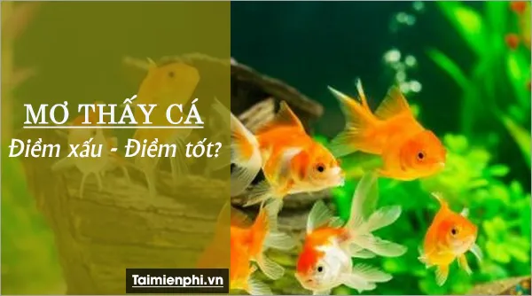 Nằm mơ thấy cá đánh số mấy? giải mã giấc mơ về cá