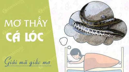 Nằm mơ thấy cá lóc, cá quả, cá chuối, cá tràu