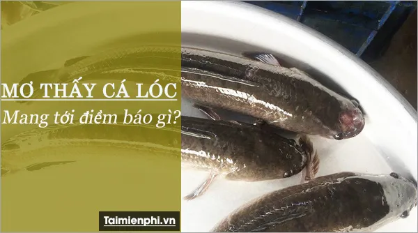 Nằm mơ thấy cá lóc, cá quả, cá chuối, cá tràu