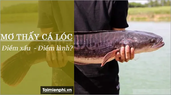 Nằm mơ thấy cá lóc, cá quả, cá chuối, cá tràu