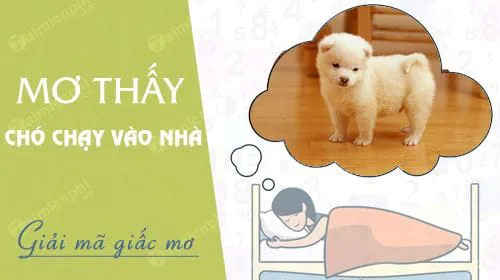 Nằm mơ thấy chó chạy vào nhà báo hung hay cát, con số nào may mắn?