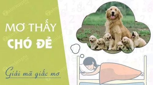 Nằm mơ thấy chó đẻ, sinh con báo hung hay cát, con số nào may mắn?