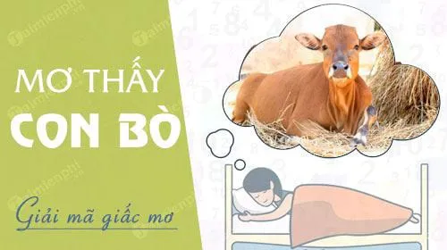 Nằm mơ thấy con bò (ngưu) báo hung hay cát, con số nào may mắn?