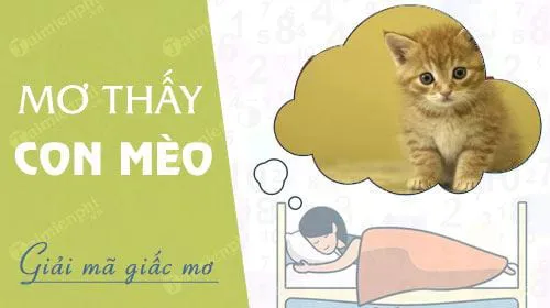 Nằm mơ thấy con mèo, “tiểu hổ” báo hung hay cát, con số nào may mắn?