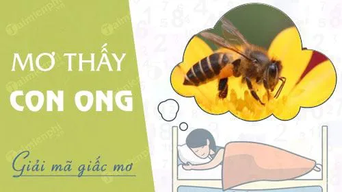 Nằm mơ thấy con ong, nằm mơ thấy ong đốt, tổ ong mật