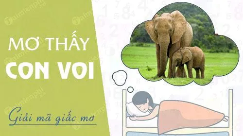 Nằm mơ thấy con voi, voi rượt đuổi, voi vào nhà, cưỡi voi