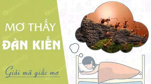 Nằm mơ thấy đàn kiến báo hung hay cát, con số nào may mắn?