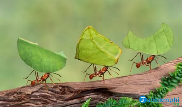 Nằm mơ thấy đàn kiến báo hung hay cát, con số nào may mắn?