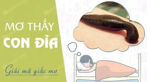 Nằm mơ thấy đỉa, đỉa cắn, đỉa bám vào chân báo hung hay cát, con số nào may mắn?