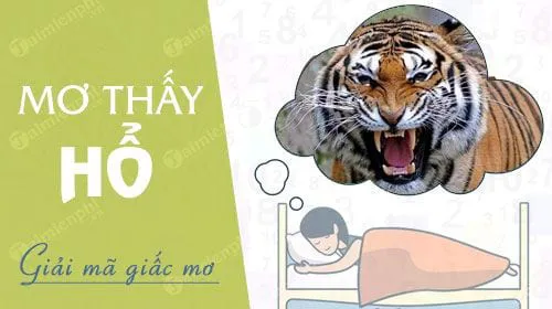 Nằm mơ thấy hổ, hổ rượt, vồ, chơi với hổ