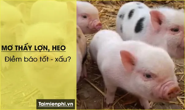 Nằm mơ thấy lợn, heo đánh con gì? điềm báo gì?