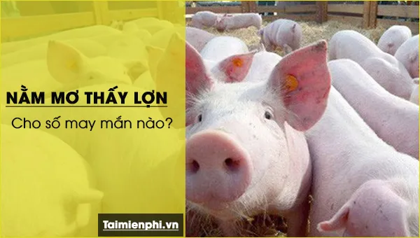 Nằm mơ thấy lợn, heo đánh con gì? điềm báo gì?