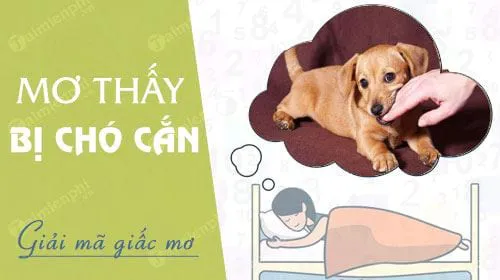 Nằm ngủ mơ thấy bị chó cắn, rượt đuổi mình