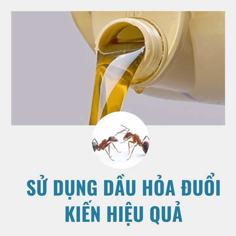 6 Mẹo diệt đuổi kiến trên giường ngủ hiệu quả