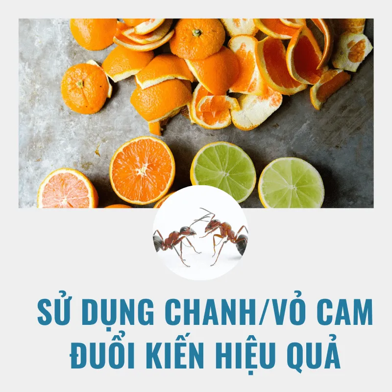 6 Mẹo diệt đuổi kiến trên giường ngủ hiệu quả