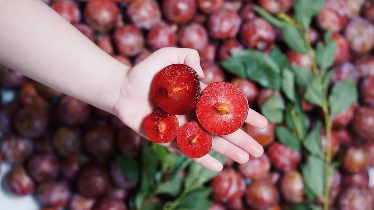 Ăn mận Bắc có giảm cân không? Hướng dẫn cách ăn mận Bắc giảm cân