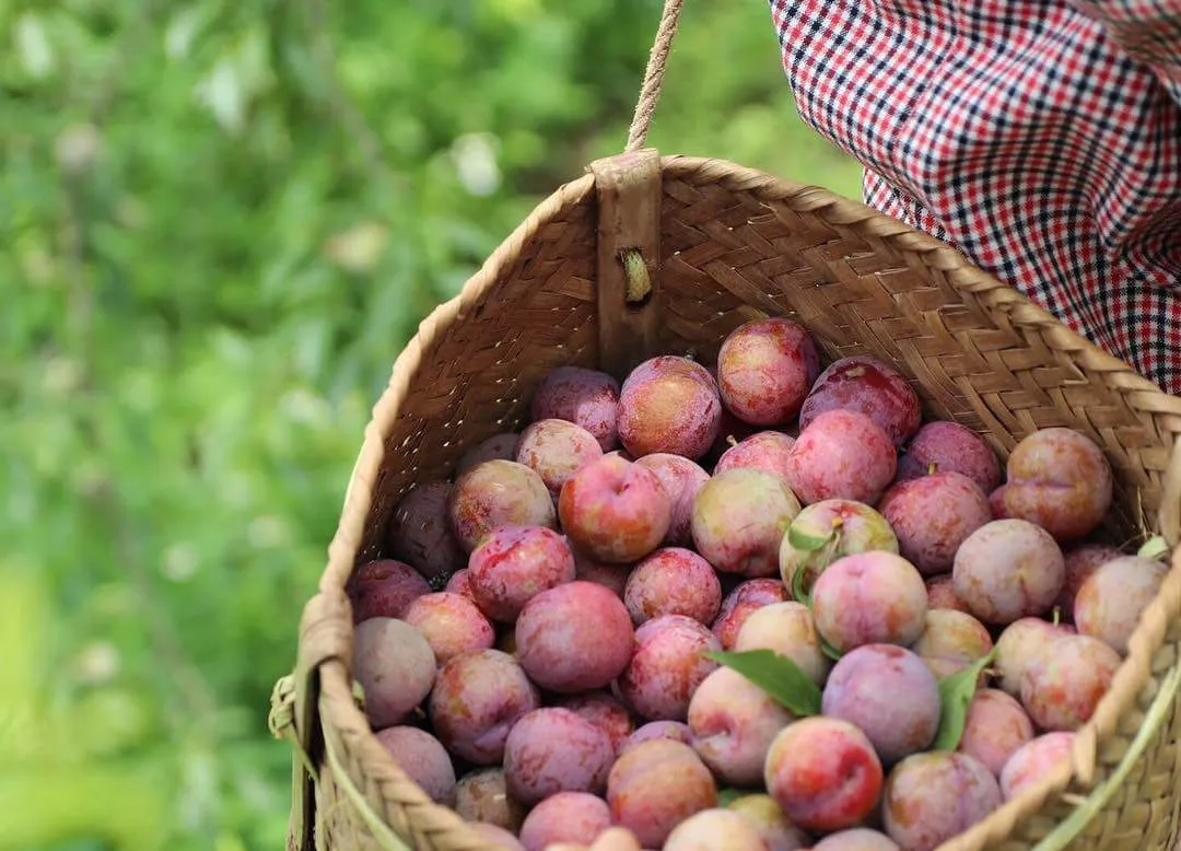 Ăn mận Bắc có giảm cân không? Hướng dẫn cách ăn mận Bắc giảm cân