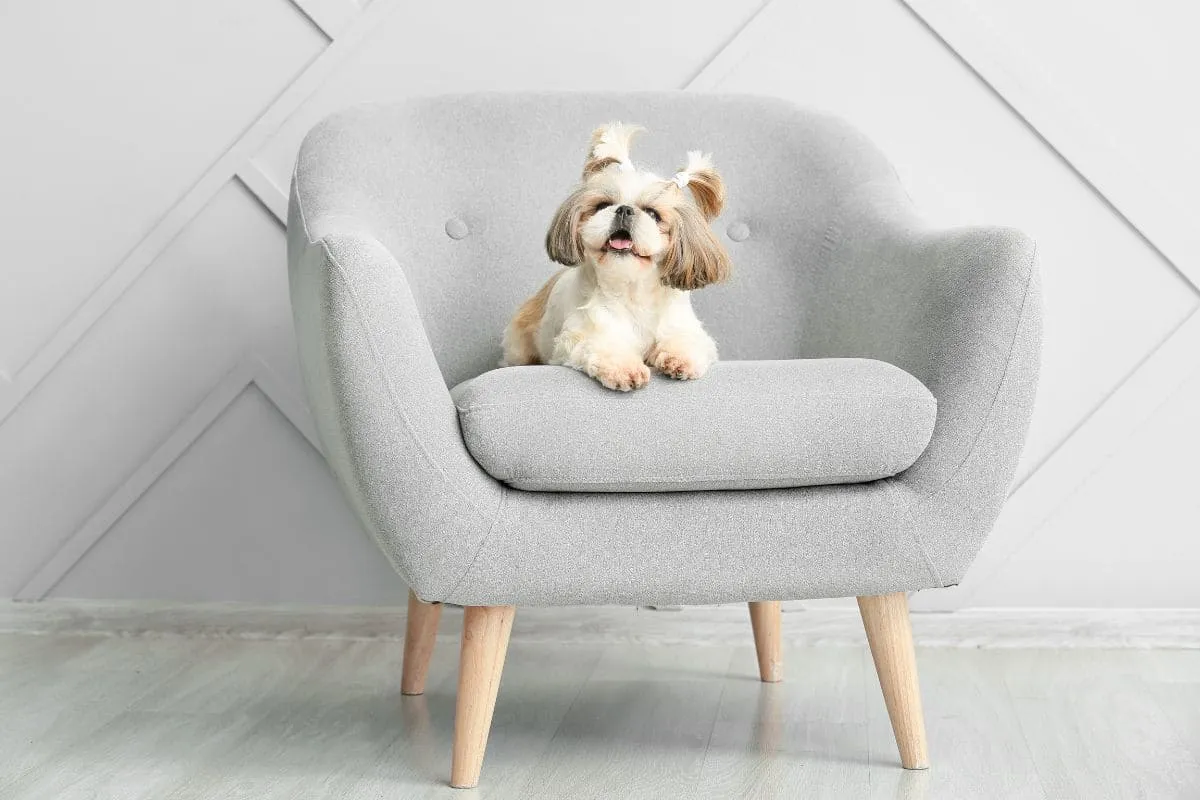 Armchair là gì? Tuyển chọn những mẫu armchair đẹp nhất