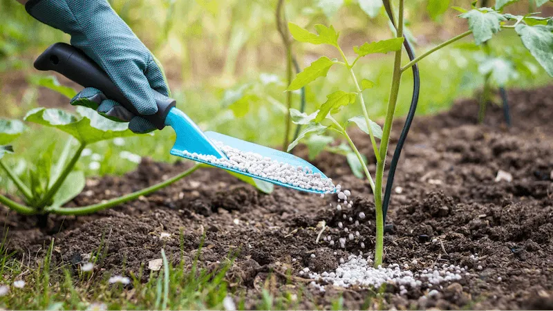 Bật mí cách trồng ớt chuông tại nhà cho trái to, cây trĩu quả