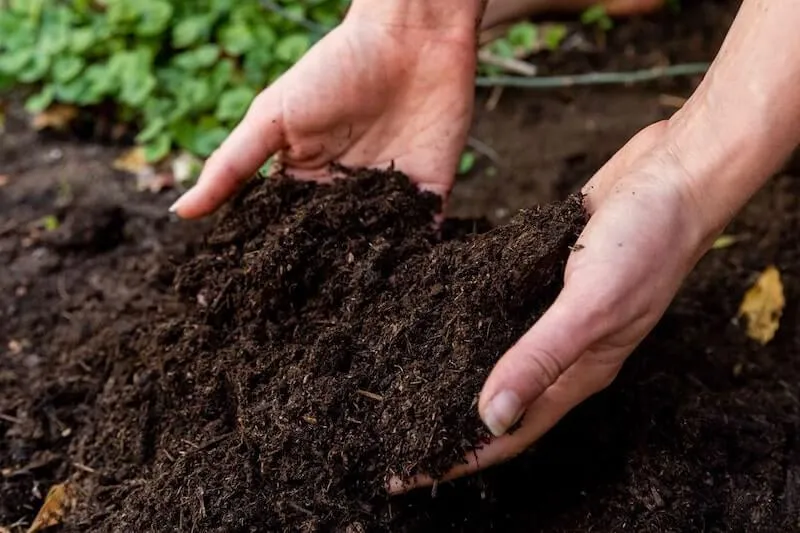 Cách làm đất trồng rau đúng kỹ thuật, giúp rau phát triển tốt nhất