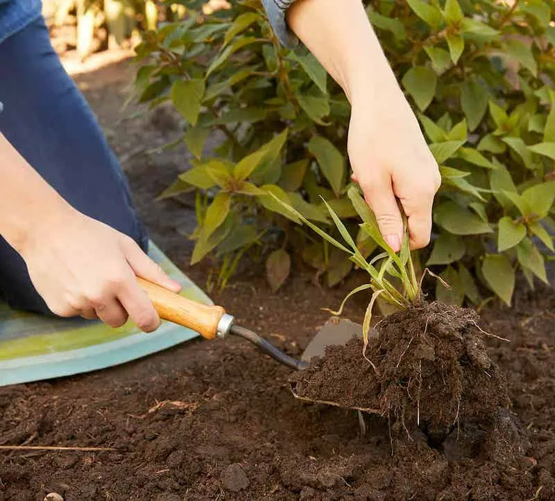 Cách làm đất trồng rau đúng kỹ thuật, giúp rau phát triển tốt nhất