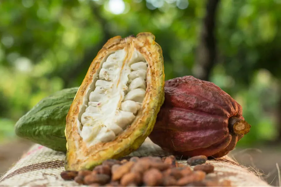 Cách pha bột cacao ngon chuẩn vị tại nhà, không cần đến quán