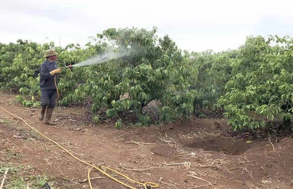 Cách phòng trừ và xử lý Rệp sáp hiệu quả