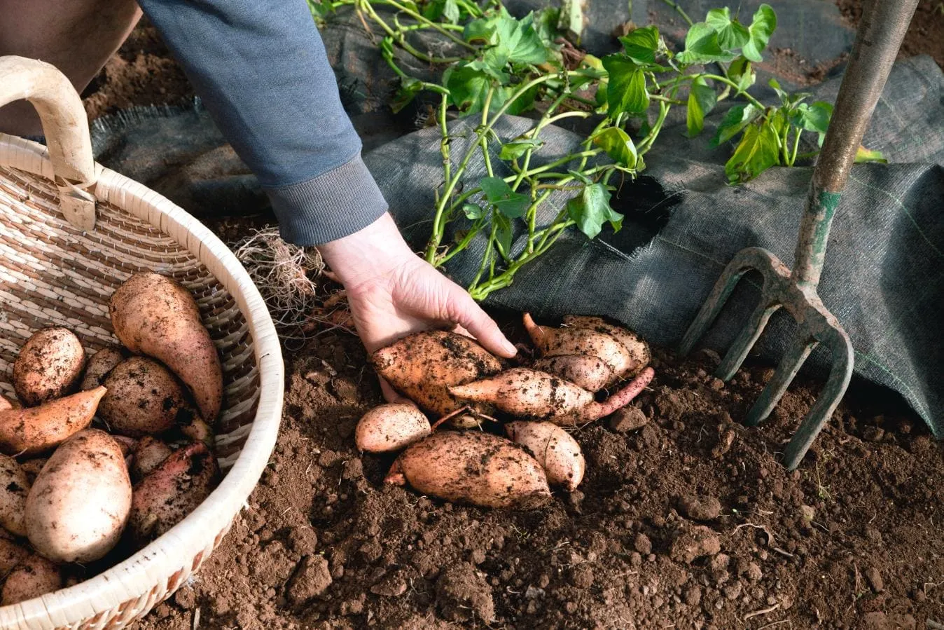 Cách trồng khoai lang đúng kỹ thuật và cho năng suất cao