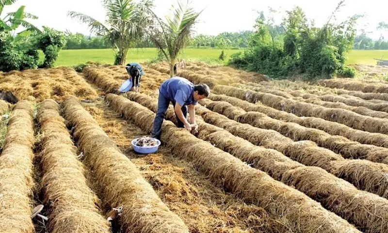 Cách trồng nấm rơm đơn giản, hiệu quả và năng suất cao