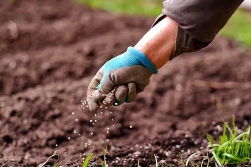 Cách trồng rau muống và chăm sóc rau đơn giản tại nhà