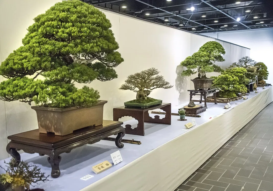 Cây bonsai là gì? Ý nghĩa phong thủy của các dáng cây bonsai