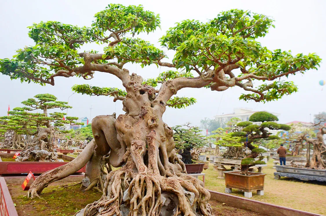 Cây bonsai là gì? Ý nghĩa phong thủy của các dáng cây bonsai