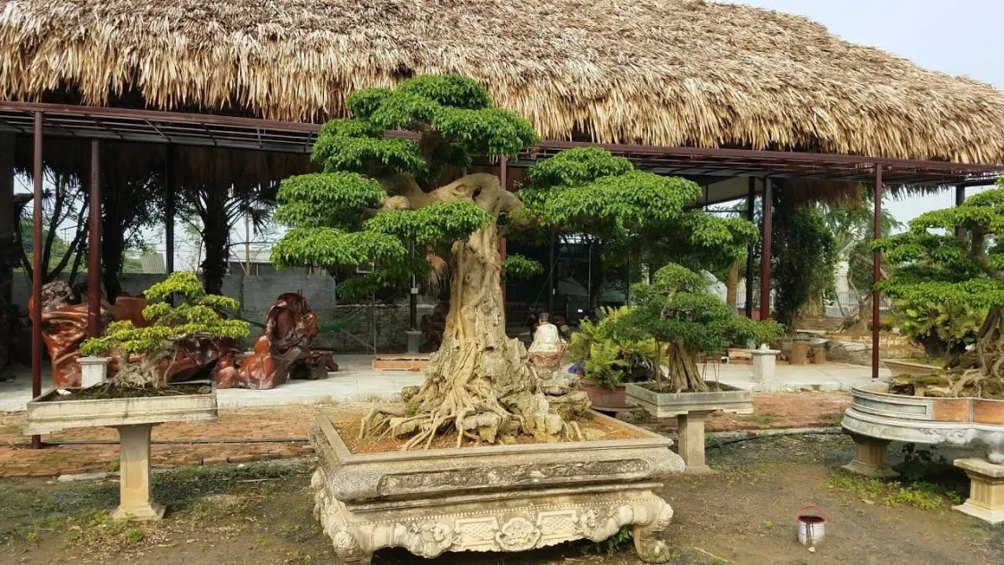 Cây bonsai là gì? Ý nghĩa phong thủy của các dáng cây bonsai