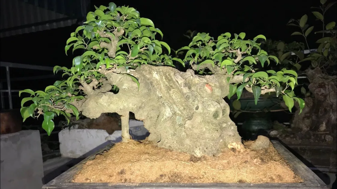 Cây bonsai là gì? Ý nghĩa phong thủy của các dáng cây bonsai