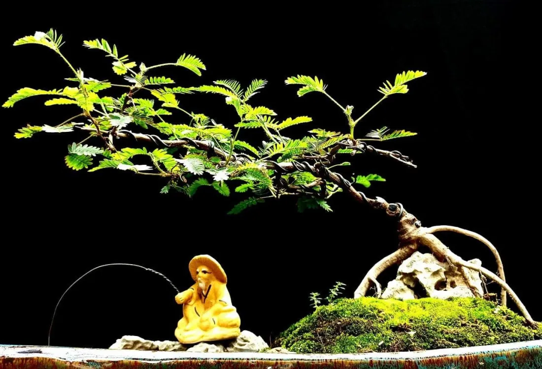 Cây bonsai là gì? Ý nghĩa phong thủy của các dáng cây bonsai