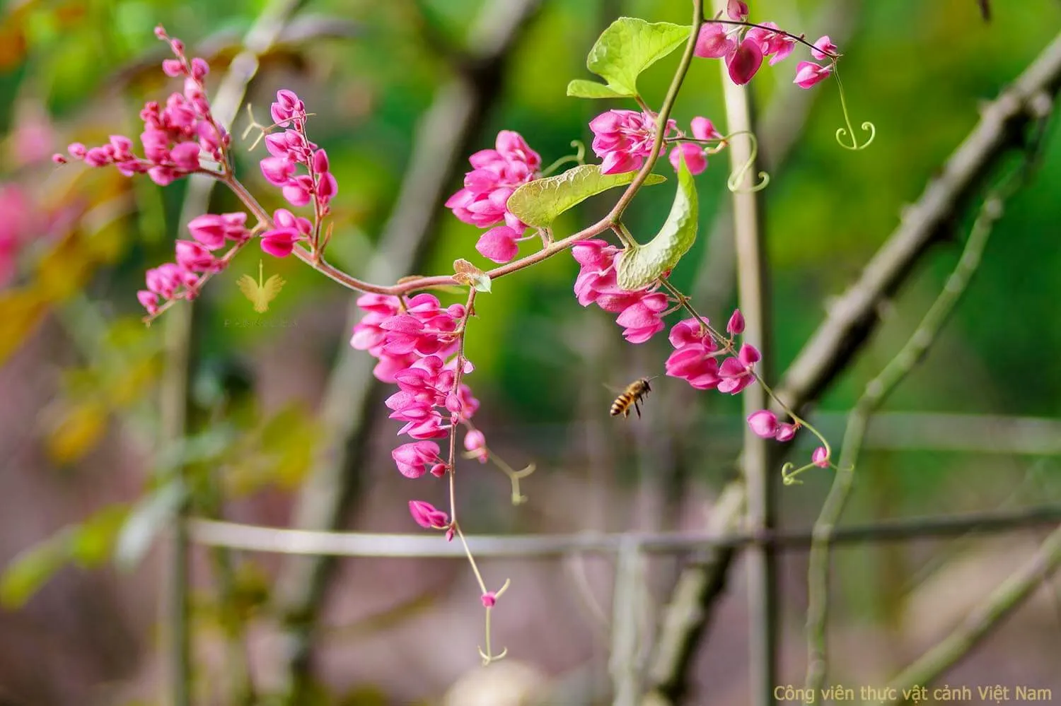 Cây phong thủy cho người tuổi Hợi