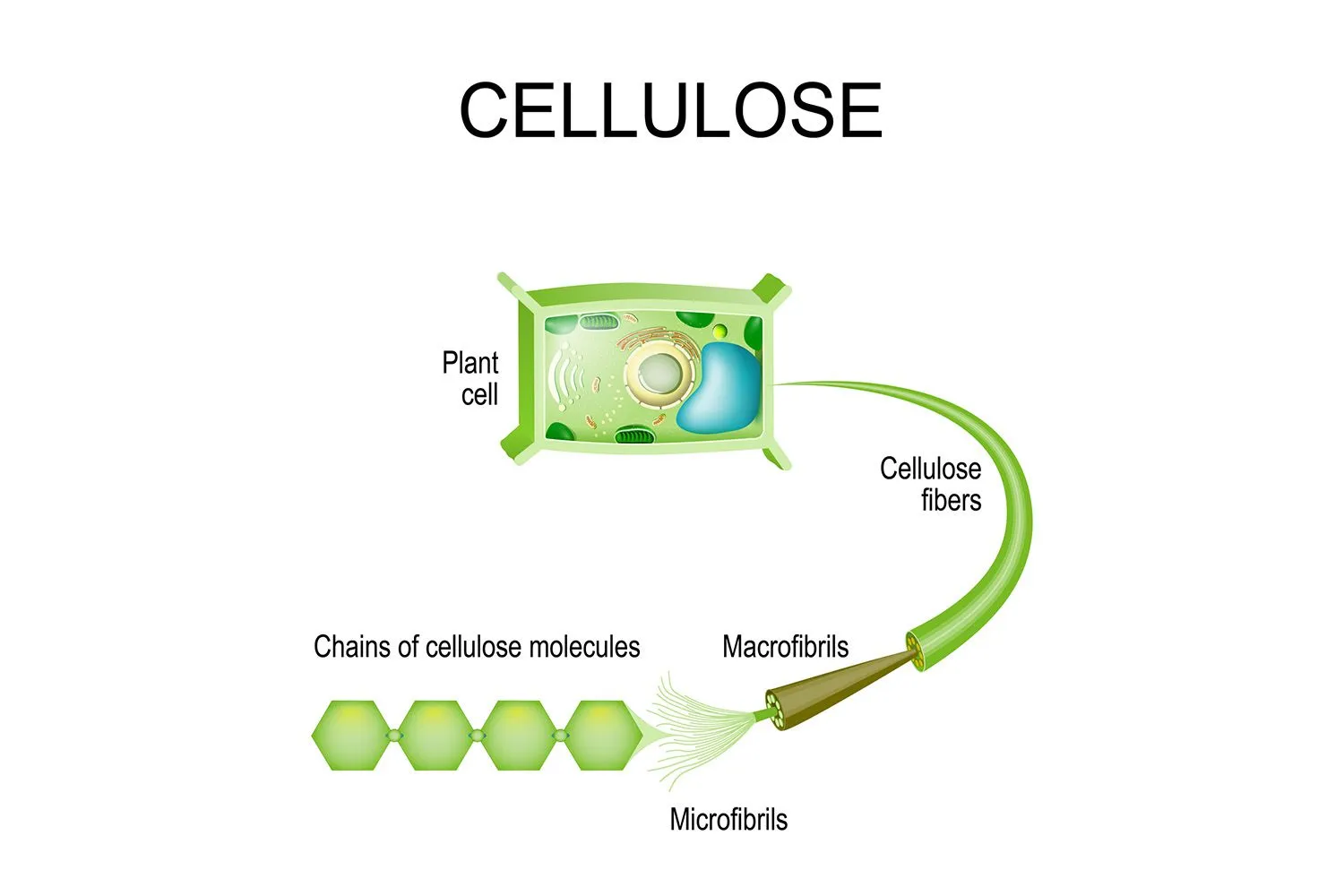 Cellulose là gì? Đặc tính và ứng dụng của sợi bông trong đời sống