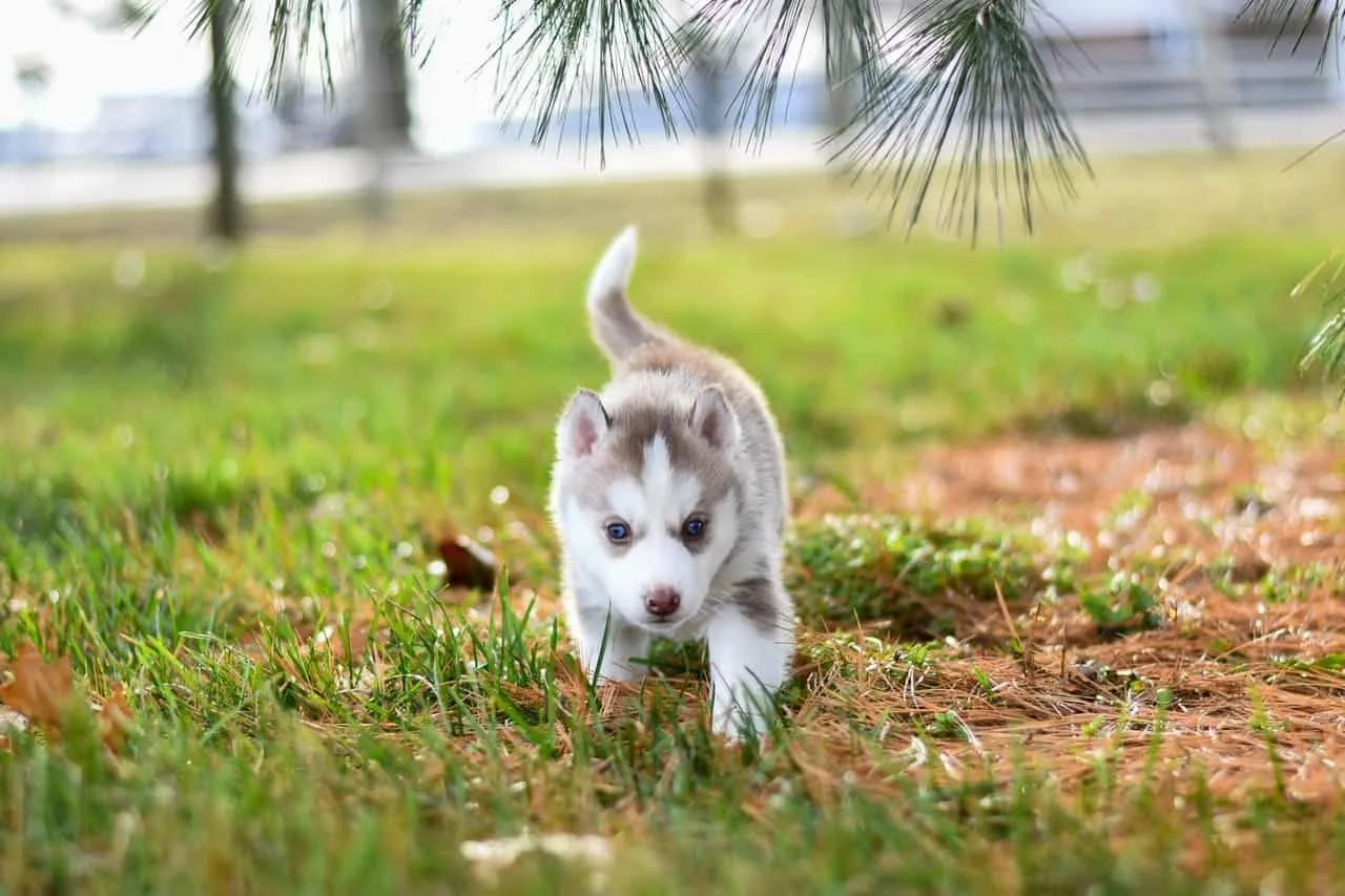 Chó Alaska: Nguồn gốc, đặc điểm, cách chăm sóc và giá bán