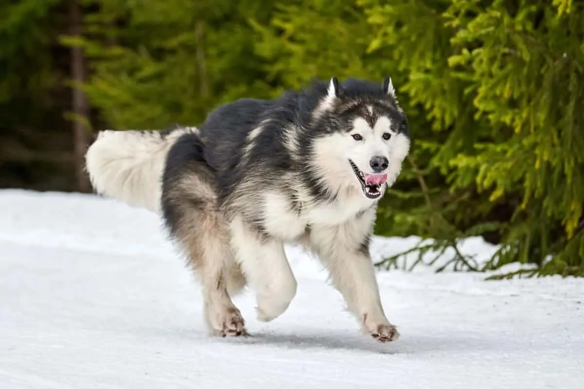 Chó Alaska: Nguồn gốc, đặc điểm, cách chăm sóc và giá bán