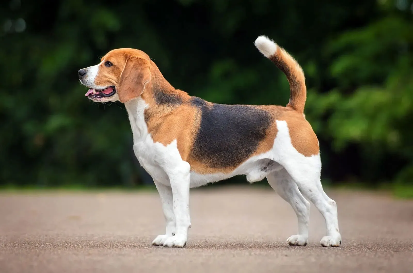 Chó Beagle: Nguồn gốc, đặc điểm, giá bán, cách chăm sóc