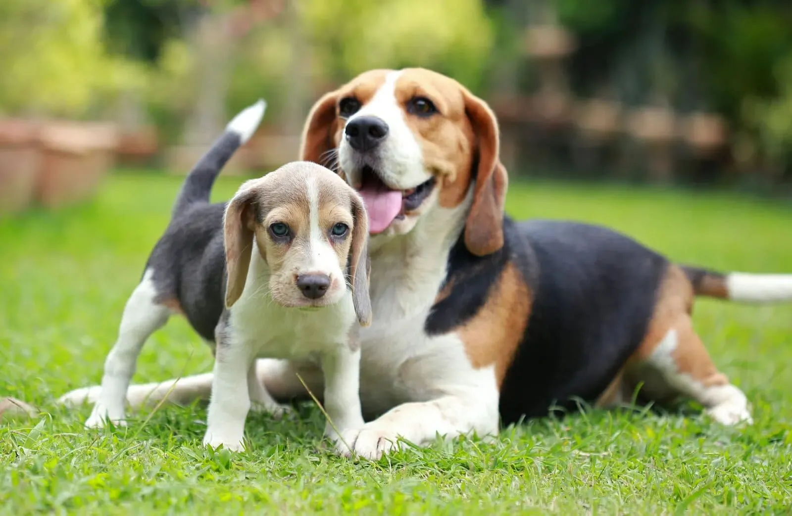 Chó Beagle: Nguồn gốc, đặc điểm, giá bán, cách chăm sóc