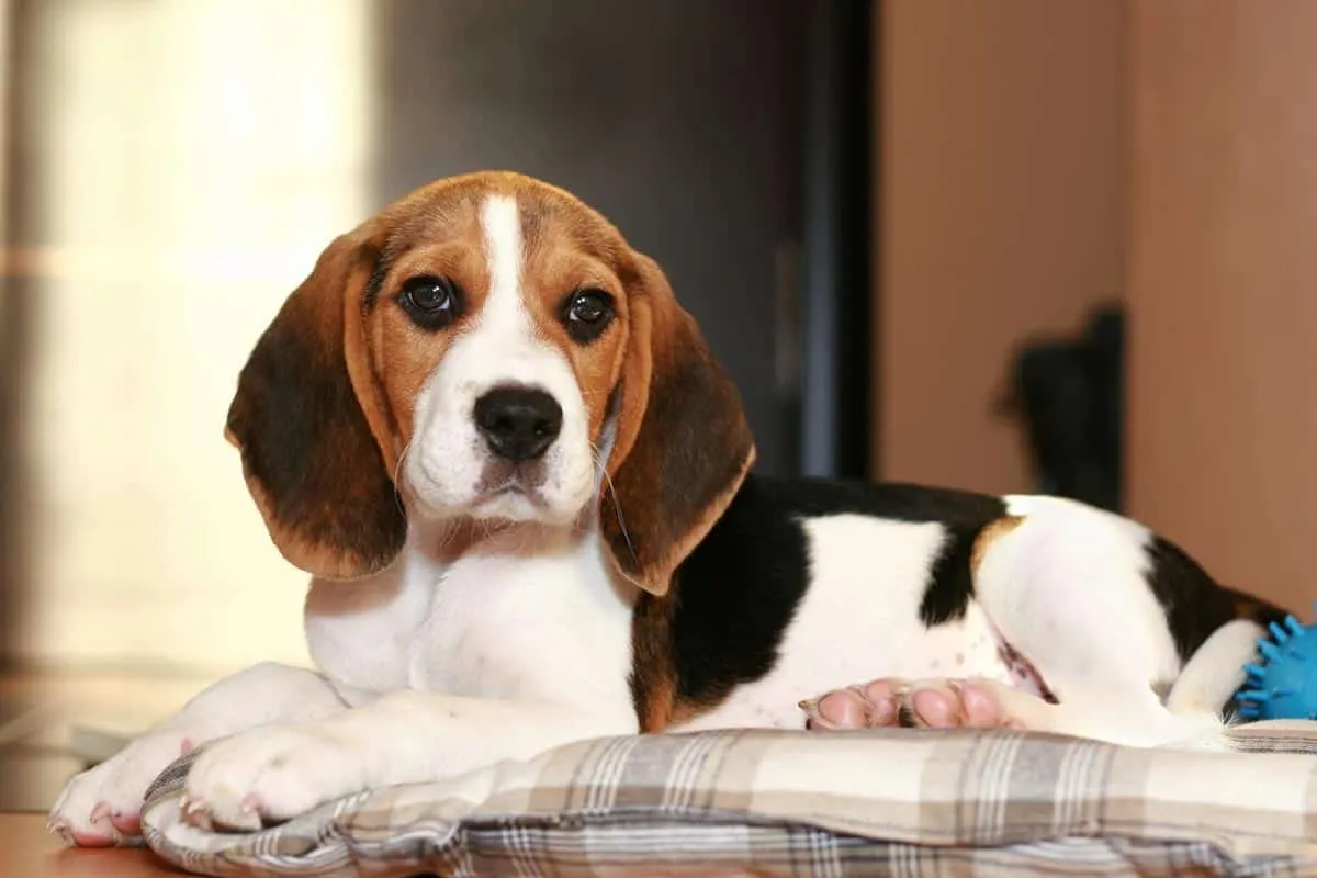 Chó Beagle: Nguồn gốc, đặc điểm, giá bán, cách chăm sóc