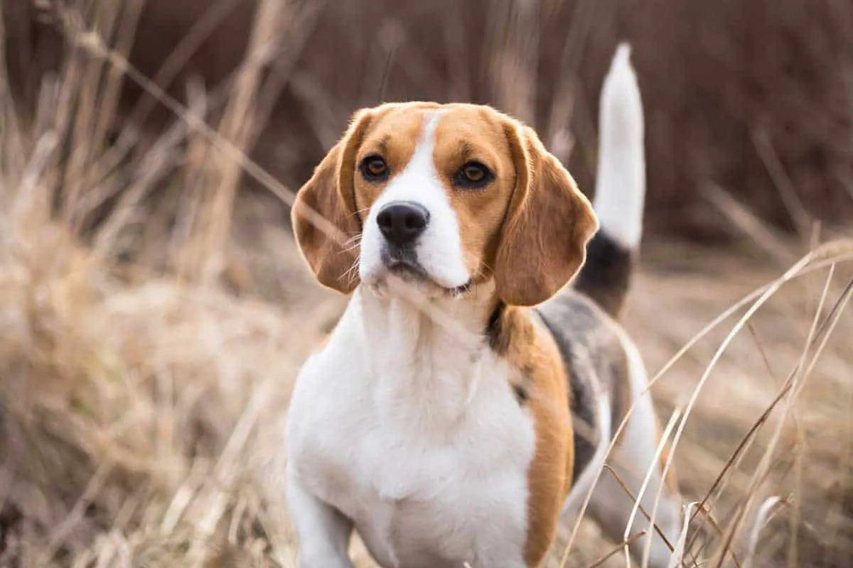 Chó Beagle: Nguồn gốc, đặc điểm, giá bán, cách chăm sóc