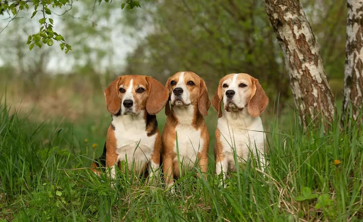 Chó Beagle: Nguồn gốc, đặc điểm, giá bán, cách chăm sóc