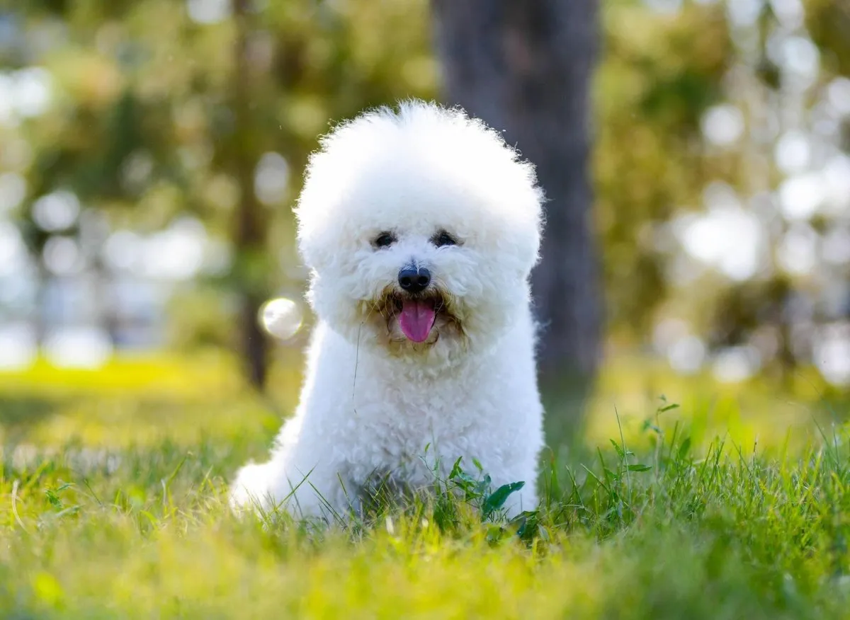 Chó Bichon: Nguồn gốc, đặc điểm, giá bán, cách chăm sóc