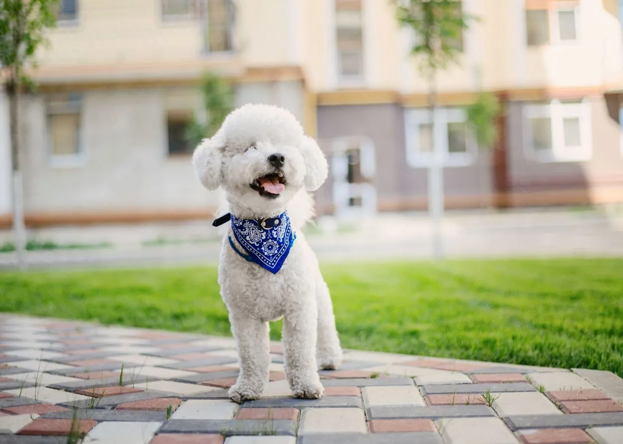 Chó Bichon: Nguồn gốc, đặc điểm, giá bán, cách chăm sóc