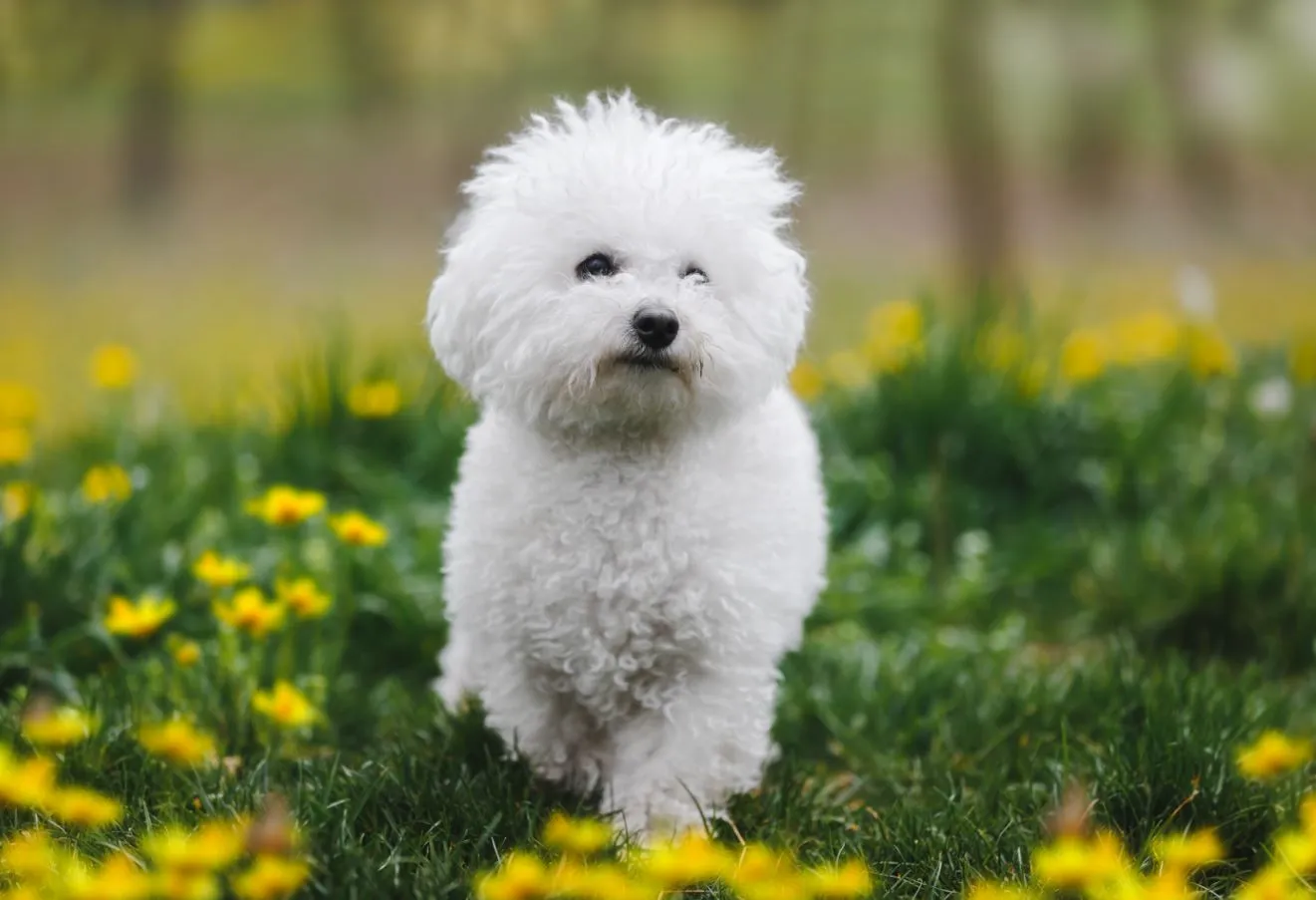 Chó Bichon: Nguồn gốc, đặc điểm, giá bán, cách chăm sóc