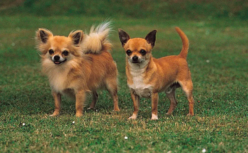 Chó Chihuahua là chó gì? Nguồn gốc, đặc điểm, cách nuôi và giá bán chó Chihuahua